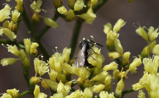 Eriogonum microthecum var. ambiguum 02