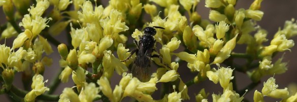 Eriogonum microthecum var. ambiguum 07