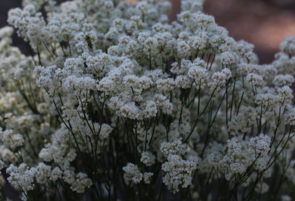 eriogonum nudun nudum 02