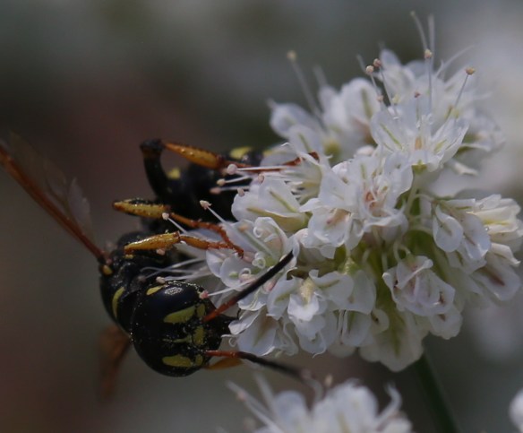 eriogonum nudun nudum 03