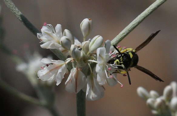 Eriogonum strictum var. proliferum 01