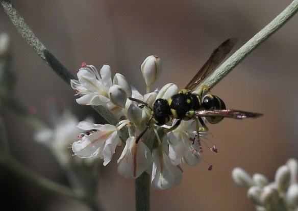 Eriogonum strictum var. proliferum 02