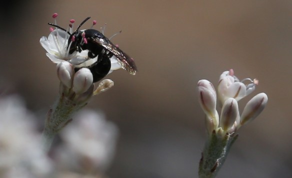 Eriogonum strictum var. proliferum 04