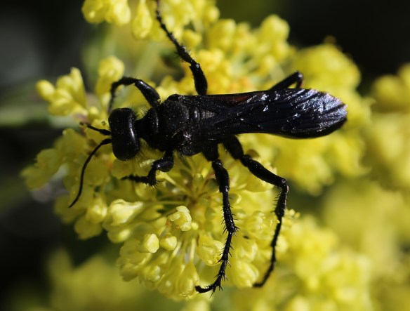Eriogonum umbellatum ellipticum 009