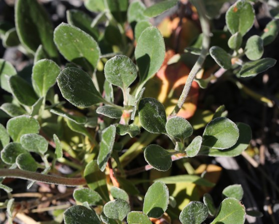 Eriogonum umbellatum ellipticum 01