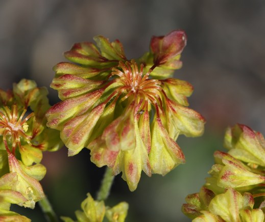 Eriogonum umbellatum ellipticum 02