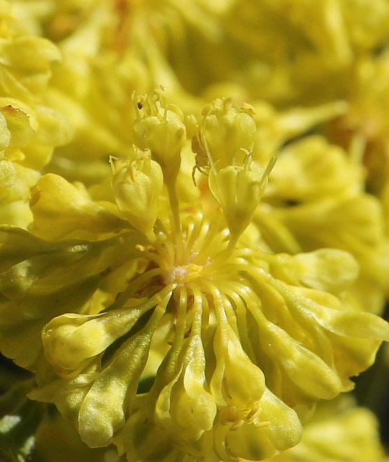 Eriogonum umbellatum ellipticum 03