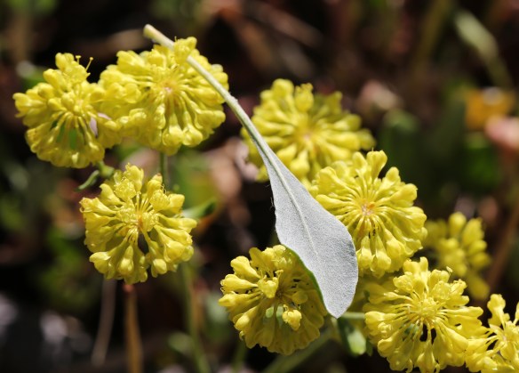 Eriogonum umbellatum ellipticum 04