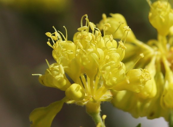 Eriogonum umbellatum ellipticum 05