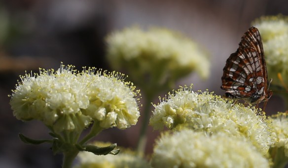 Eriogonum ursinum erubescens 04