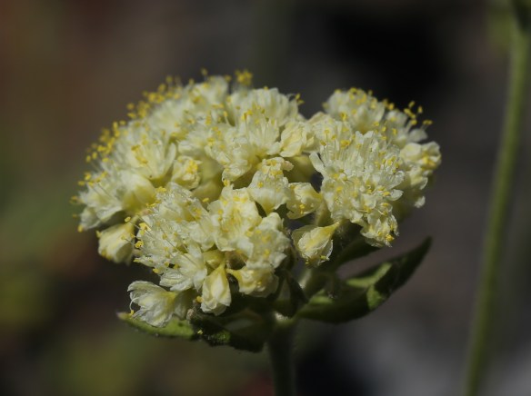 Eriogonum ursinum erubescens 06