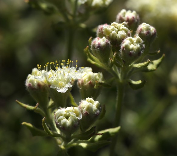 Eriogonum ursinum erubescens 14