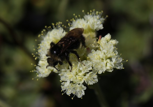 Eriogonum ursinum erubescens 17