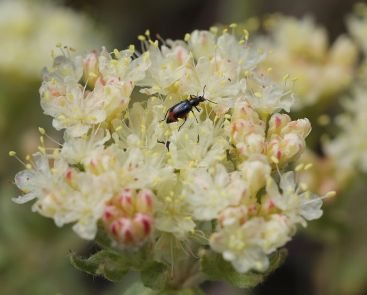 Eriogonum ursinum erubescens 20