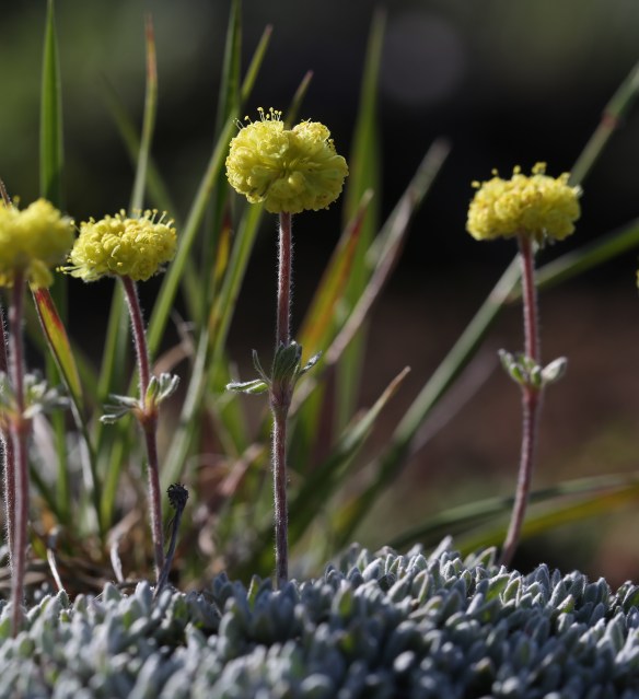 Eriogonum douglasii var. meridionale 01