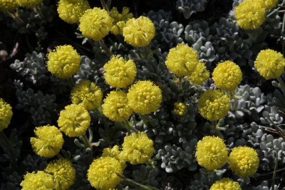 Eriogonum douglasii var. meridionale 047