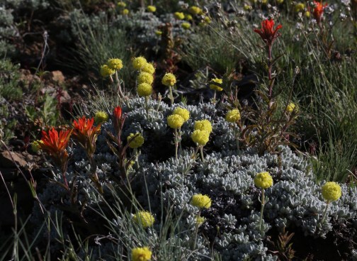 Eriogonum douglasii var. meridionale 05