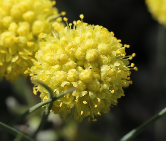 Eriogonum douglasii var. meridionale 06