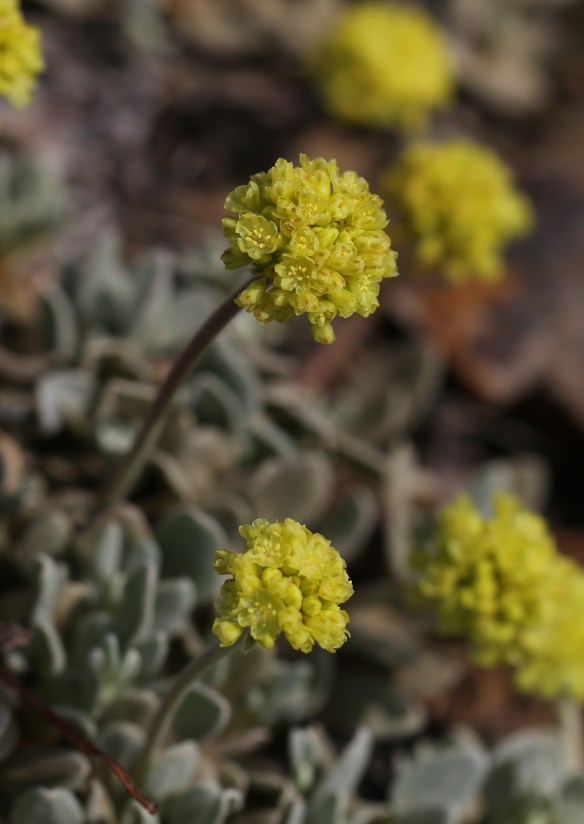 Eriogonum ovalifolium var ovalifolium 01