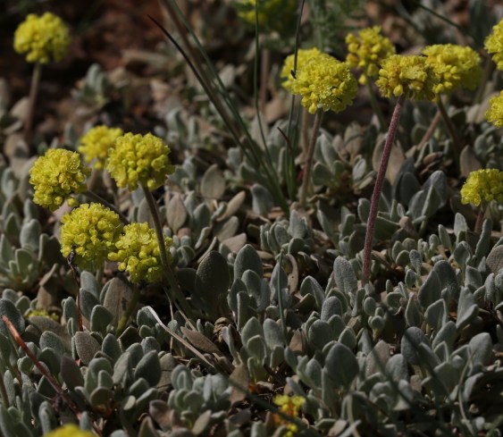 Eriogonum ovalifolium var ovalifolium 04