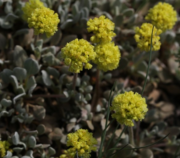Eriogonum ovalifolium var ovalifolium 05