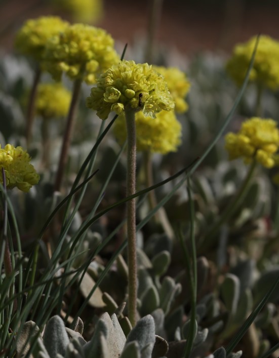 Eriogonum ovalifolium var ovalifolium 06