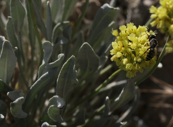 Eriogonum calcareum calcareum 15