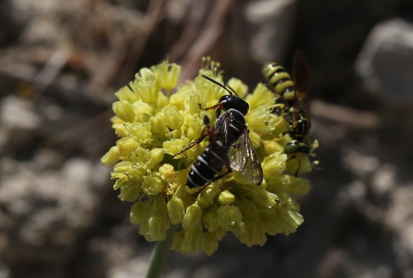 Eriogonum calcareum calcateum 011
