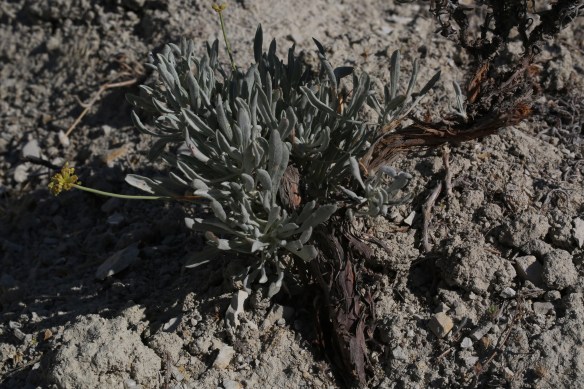 Eriogonum calcareum calcateum 012