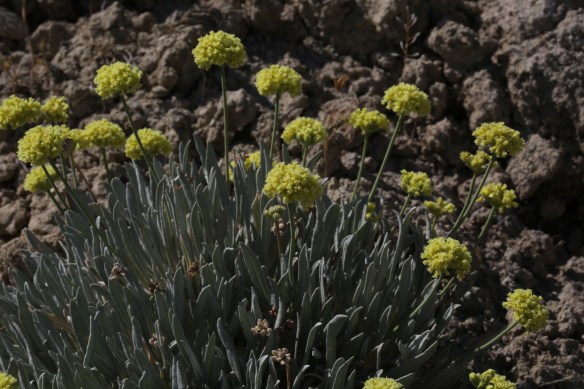 Eriogonum calcareum calcateum 013
