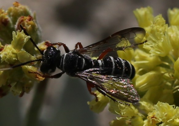 Eriogonum calcareum calcateum 08