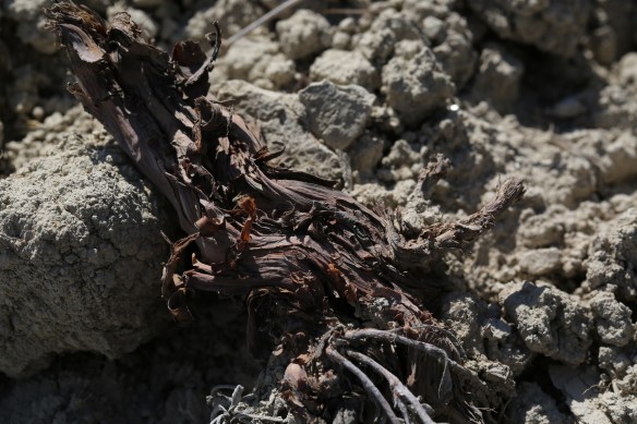 Eriogonum calcareum calcateum 09