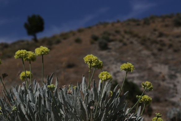 Eriogonum calcareum calcateum 16