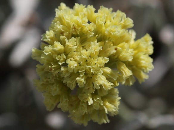 Eriogonum calcareum calcateum 18
