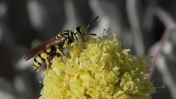 Eriogonum calcareum calcateum