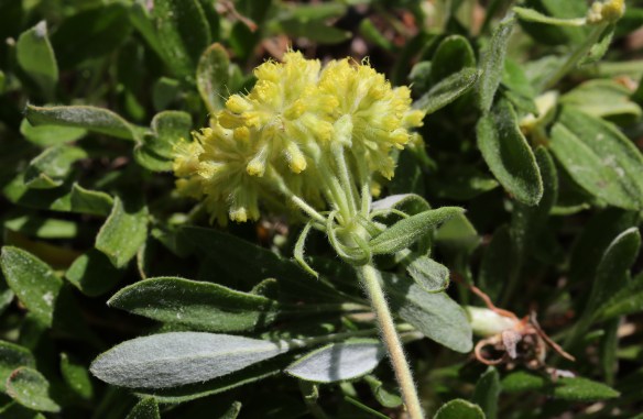 Eriogonum flavum var. piperi 02