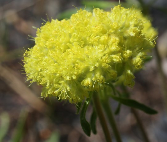 Eriogonum flavum var. piperi 03