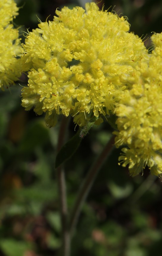 Eriogonum flavum var. piperi 07