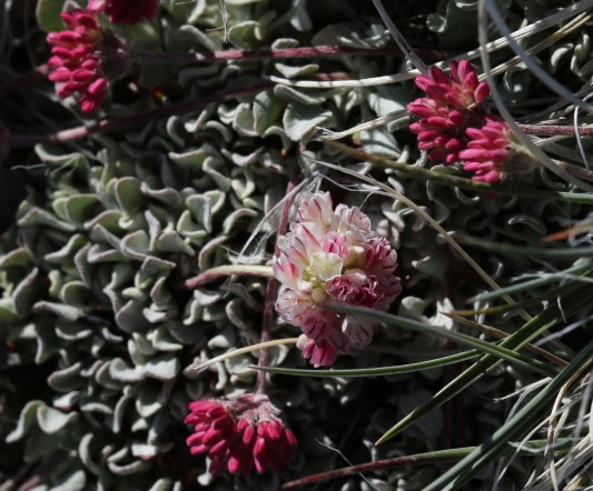 Eriogonum ovalifolium rubidium 01