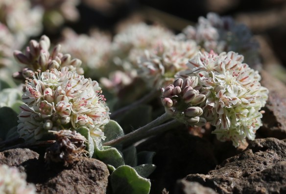 Eriogonum ovalifolium rubidium 06
