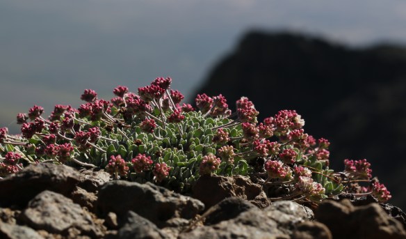 Eriogonum ovalifolium rubidium 11
